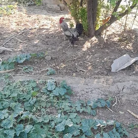 brama horaz