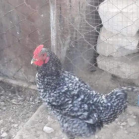 Доминант,Dominant horoz
