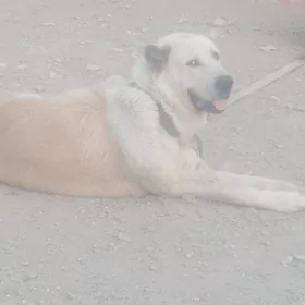 Türkmen alabaý linýasy ak guş