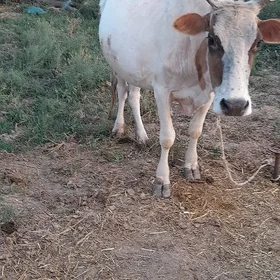 Gysyr sygyr