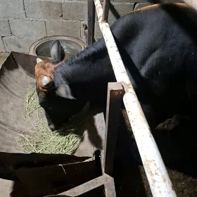 ady arassa şwes öküz