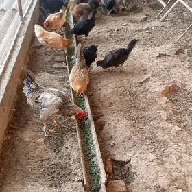 Towuklar ýumurtga guzlaýan