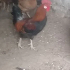 horaz