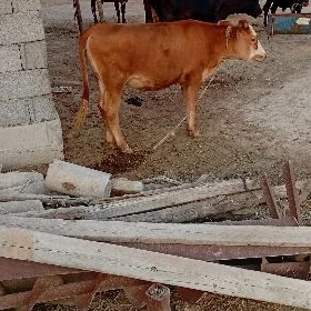 Goleli sygyr