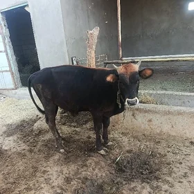 ökuz