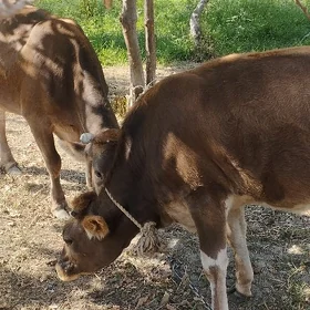Sygyr gölö ikisi ble