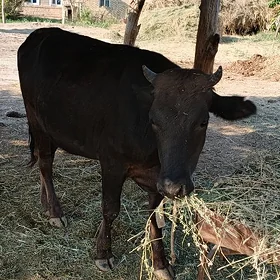 Bogaz gulajyn