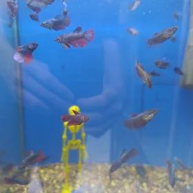 betta petusok