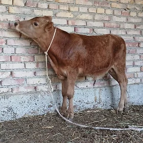 Tohum Öküz Șiwet 7 aýlyk