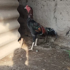 Horaz
