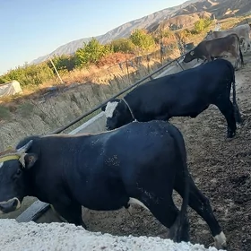 Öküz