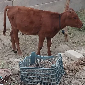 Tuwe 5 aylyk