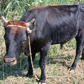 Öküz
