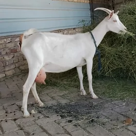 zanenn suytlek geci