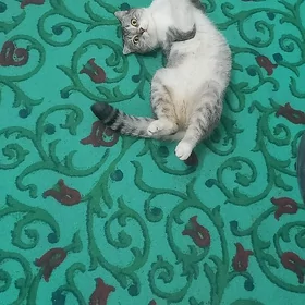 Принцессс