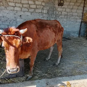 5 aýlyk bogaz sygyr