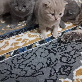 Котята породистые