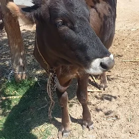 Göle Tüwe