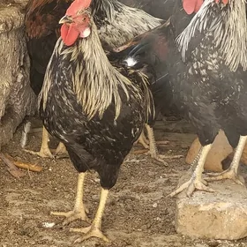 Horazlar