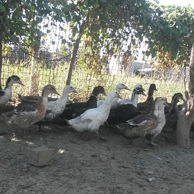 Gaz wak wak ördek
