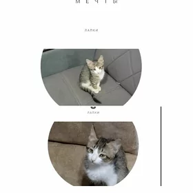 Котенок