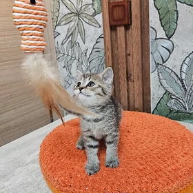 котики