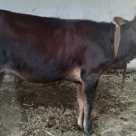 Gulajyn gole