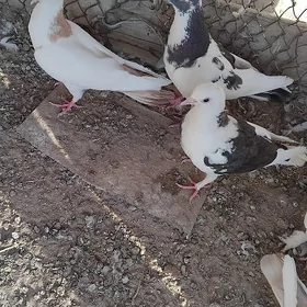 kepderi