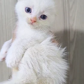 ВИСЛОУХИЙ КОТЁНОК