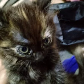 Котята
