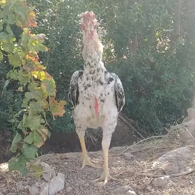Horaz
