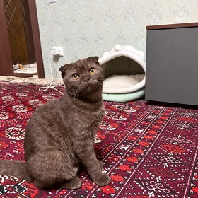 шотландский вислоухий