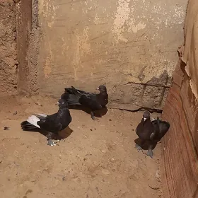 kepderi 👍