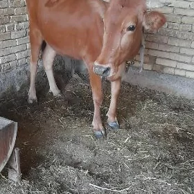 boğaz sygyr