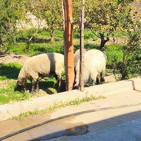bakylan işşek tokly