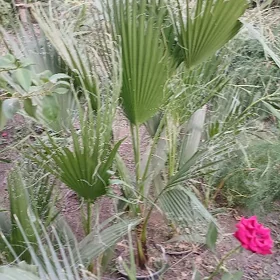 palma