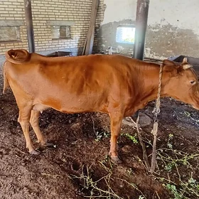 gysyr sygyr bakymda durarn