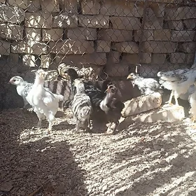 Balakly Towuk jüýjesi