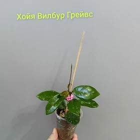 ХОЙЯ РАЗНЫЕ СОРТА