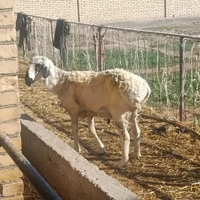 ak koç