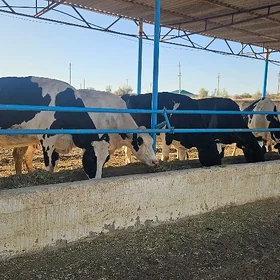 Garala bogaz sagym sygyrlar