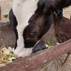 öküz