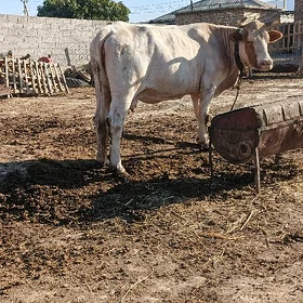 sygyr