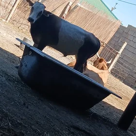 öküz