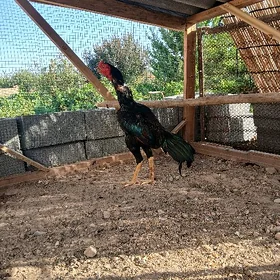horaz