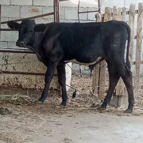 ÇORNİPİÝOSTUR ÖKÜZ