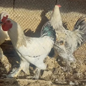 horaz