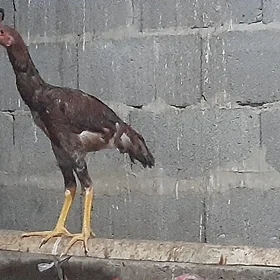 Taşkent Horoz