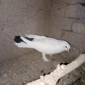 kepderi
