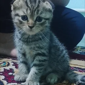 вислоухие котята